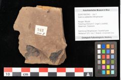 Foto (Objekt + Etikett) von Quercus mediterranea, Unger (NHMW-GEO-2024-0188-0943)